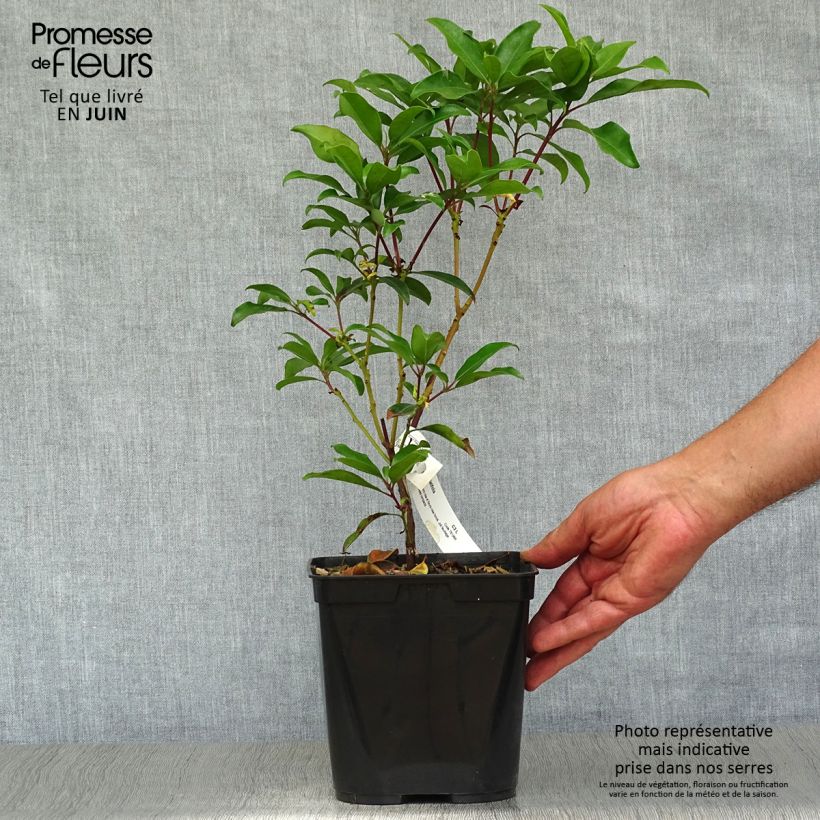 Spécimen de Kalmia latifolia Ewa - Laurier des montagnes rose pâle veiné de pourpre Pot de 3L/4L tel que livré en été