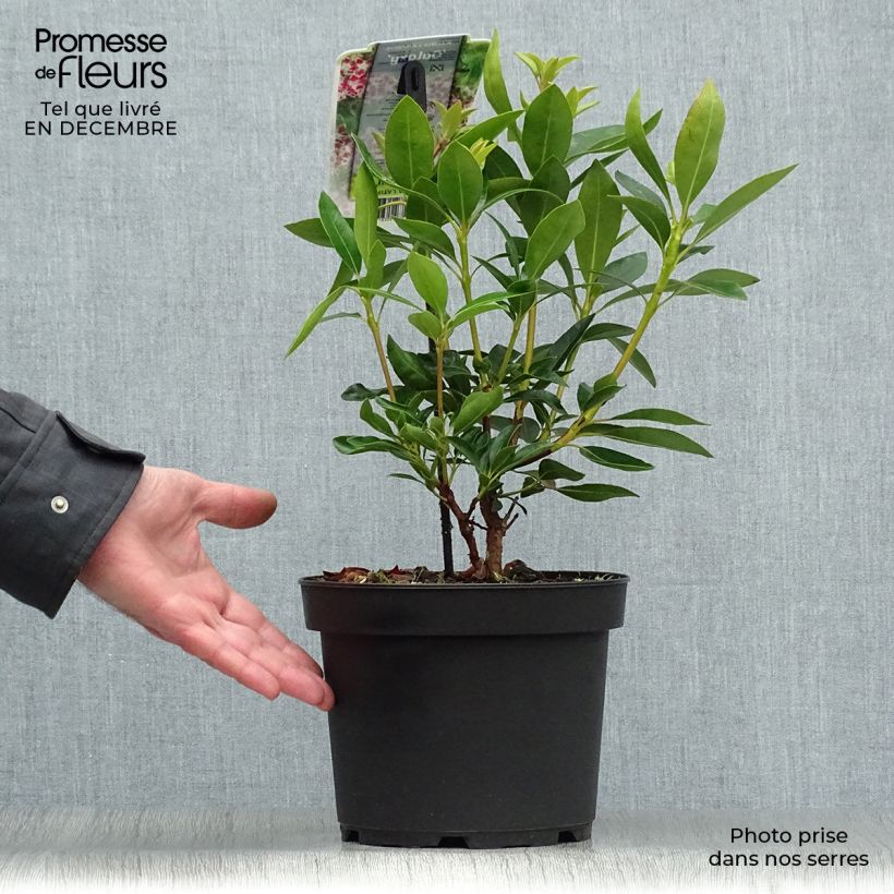 Spécimen de Kalmia latifolia Galaxy - Laurier des montagnes Pot de 4L/5L tel que livré en hiver