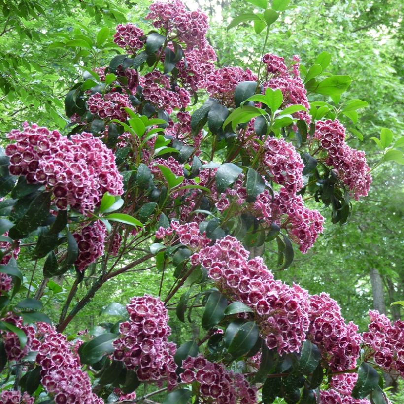 Kalmia latifolia Keepsake - Laurier des montagnes rouge et blanc (Port)