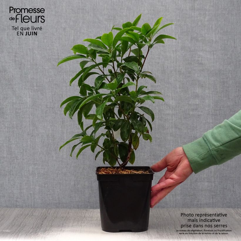 Spécimen de Kalmia latifolia Latchmin - Laurier des montagnes Pot de 4L/5L tel que livré en été
