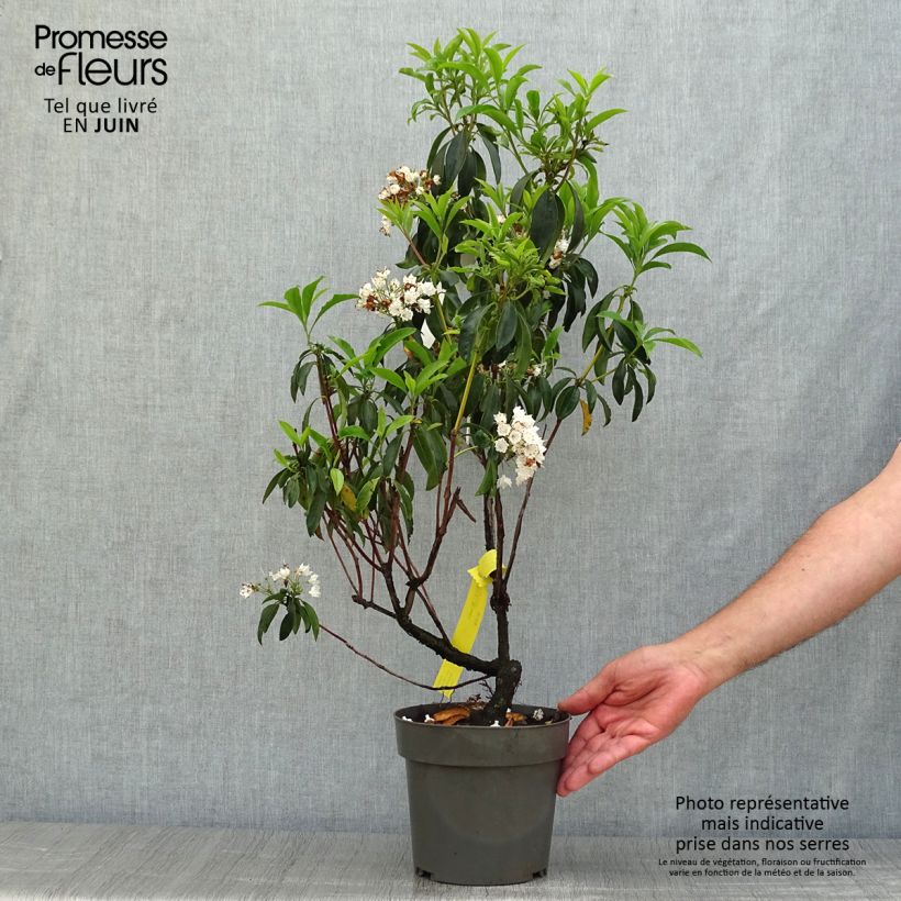 Spécimen de Kalmia latifolia - Laurier des montagnes rose pâle Pot de 2L/3L tel que livré en été