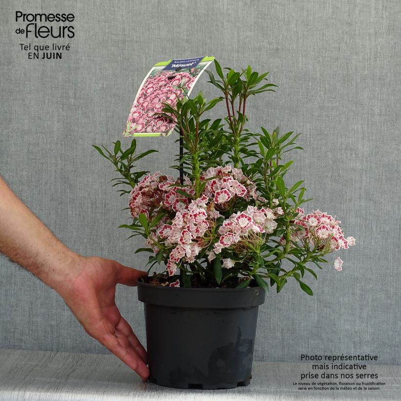 Spécimen de Kalmia latifolia Minuet - Laurier des montagnes Pot de 2L/3L tel que livré en été