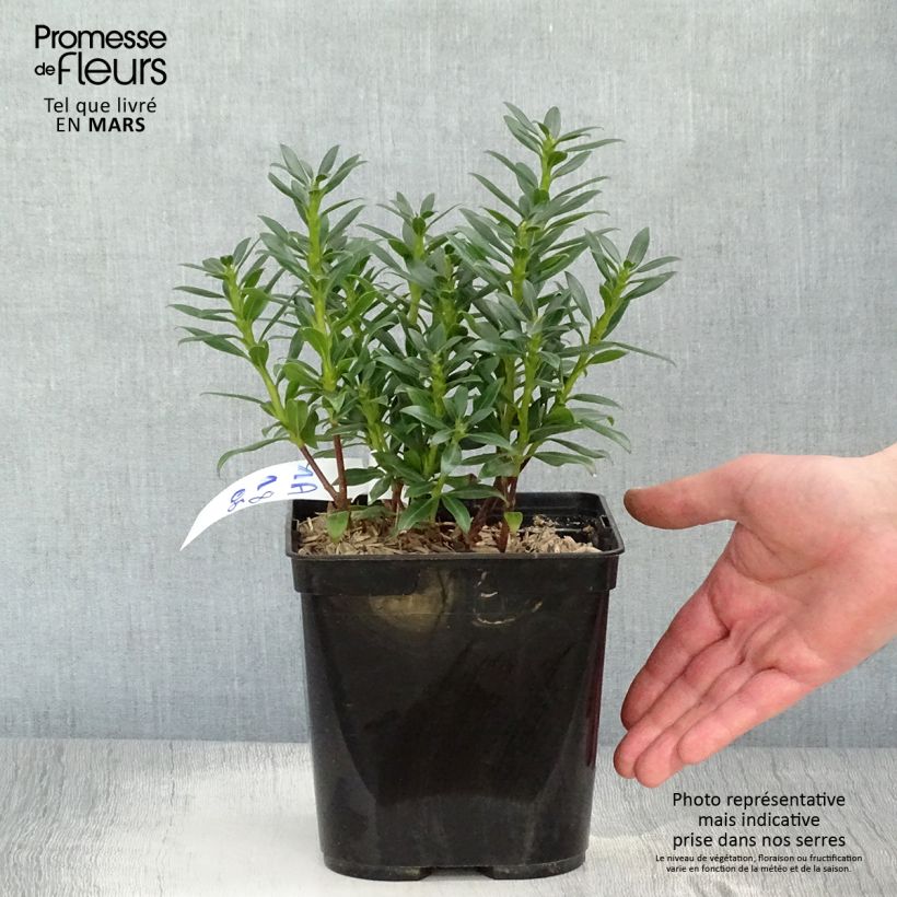 Spécimen de Kalmia latifolia Minuet - Laurier des montagnes Pot de 2L/3L tel que livré au printemps