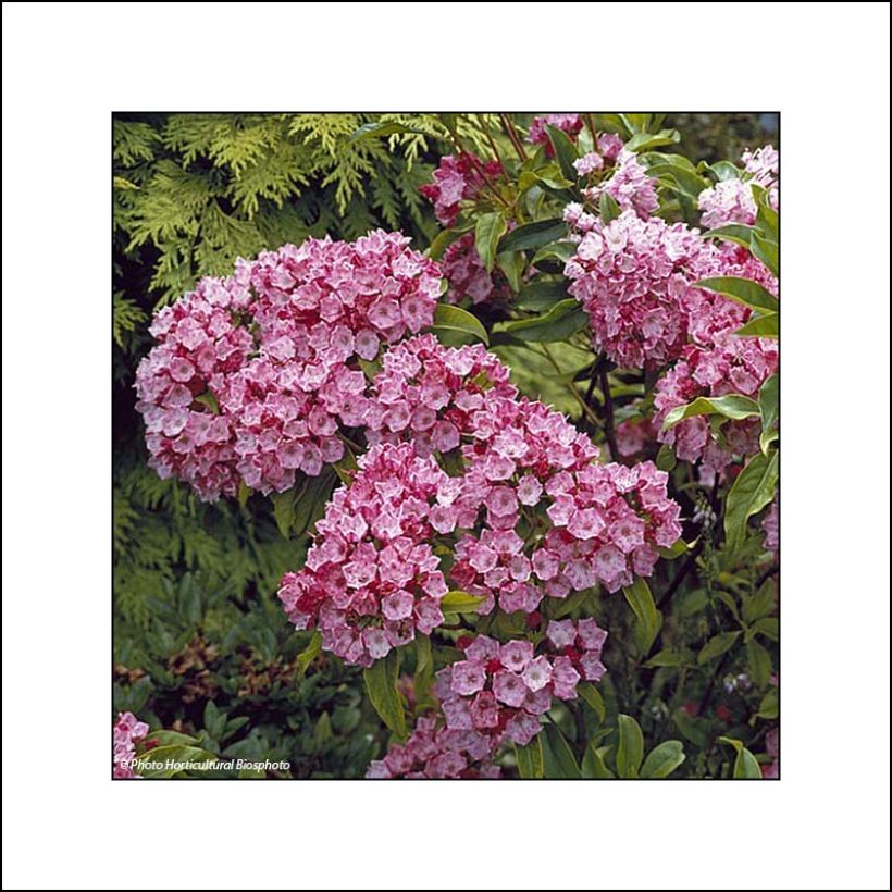 Kalmia latifolia Otsbo Red - Laurier des montagnes rouge et rose vif. (Floraison)