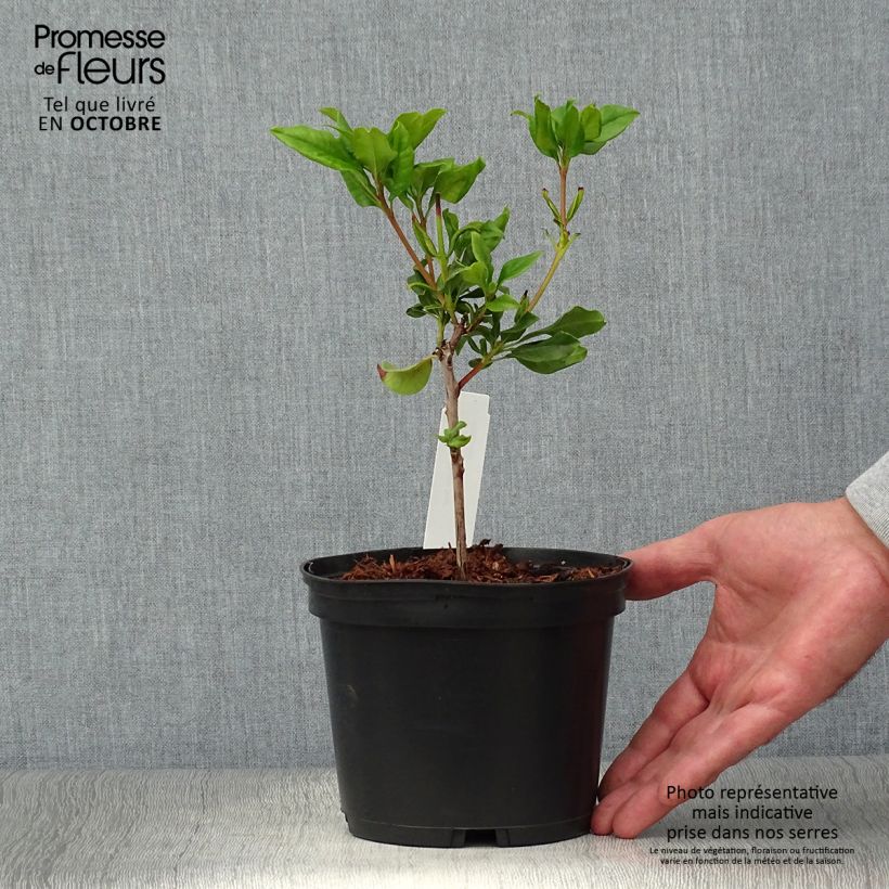 Spécimen de Kalmia latifolia Otsbo Red - Laurier des montagnes rouge et rose vif. Pot de 2L/3L tel que livré en automne