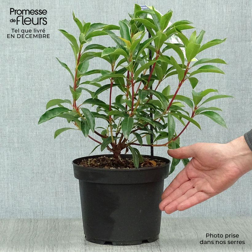 Spécimen de Kalmia latifolia Peppermint - Laurier des montagnes rose très pâle à rayons rouges tel que livré en hiver