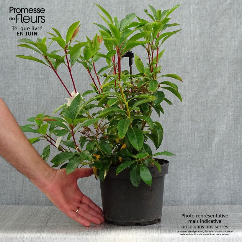 Spécimen de Kalmia latifolia Peppermint - Laurier des montagnes rose très pâle à rayons rouges Pot de 3L/4L tel que livré en été