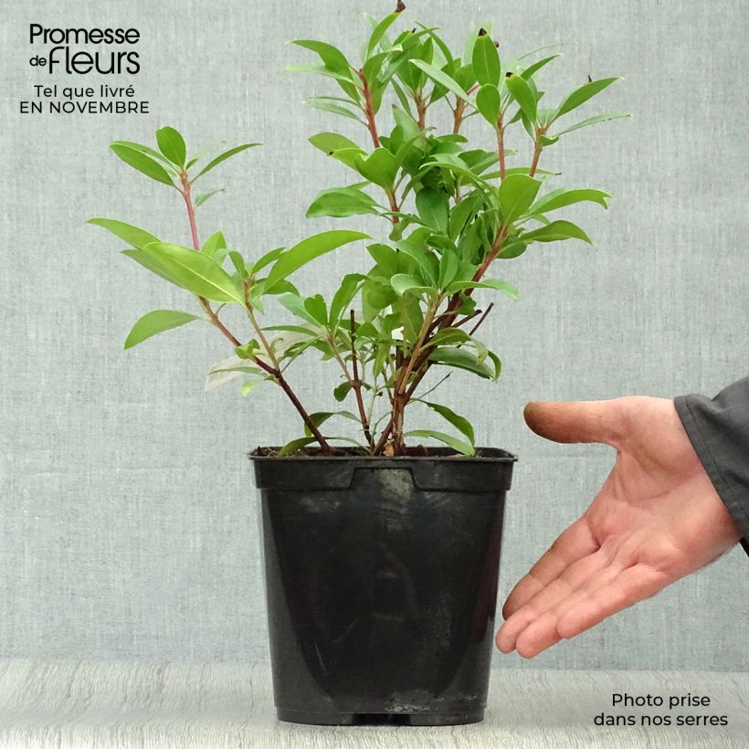 Spécimen de Kalmia latifolia Pinkobello - Laurier des montagnes rose vif  Pot de 3L/4L tel que livré en automne