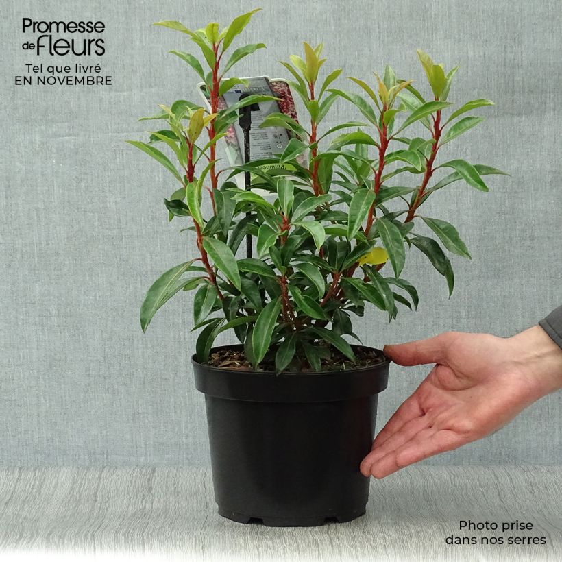 Spécimen de Kalmia latifolia Pinwheel - Laurier des montagnes  Pot de 3L/4L tel que livré en automne