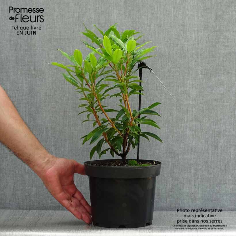 Spécimen de Kalmia latifolia Pinwheel - Laurier des montagnes  Pot de 3L/4L tel que livré en été