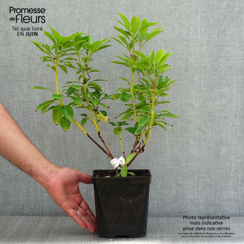 Spécimen de Kalmia latifolia Tad - Laurier des montagnes blanc et chocolat Pot de 3L/4L tel que livré en été