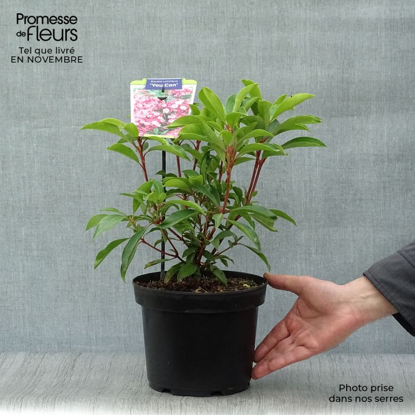 Spécimen de Kalmia latifolia You Can - Laurier des montagnes en camaieu de rose Pot de 2L/3L tel que livré en automne