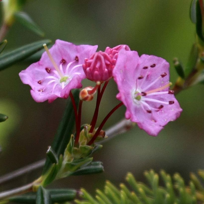 Kalmia polifolia - Laurier des montagnes à feuilles d'andromède (Floraison)