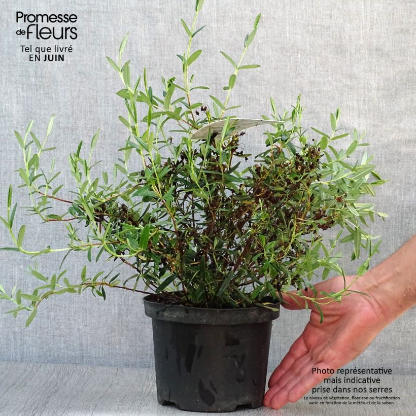 Spécimen de Kalmia polifolia - Laurier des montagnes à feuilles d'andromède Pot de 2L/3L tel que livré en été