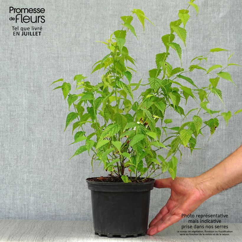 Spécimen de Kerria Japonica Golden Guinea Pot de 2L/3L tel que livré en été