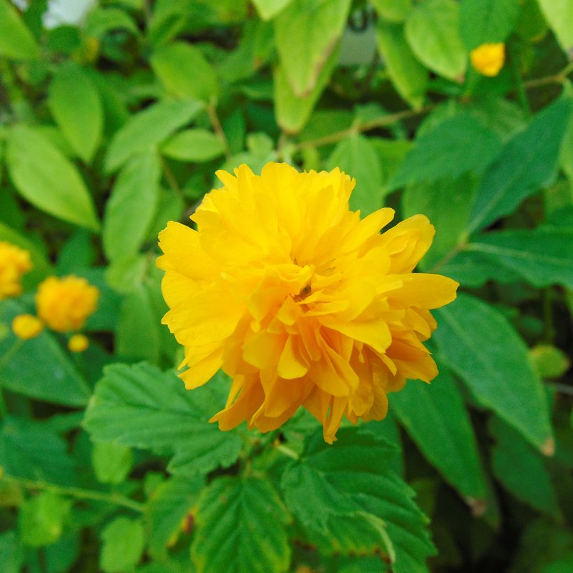 Kerria Japonica 'Pleniflora' (Floraison)