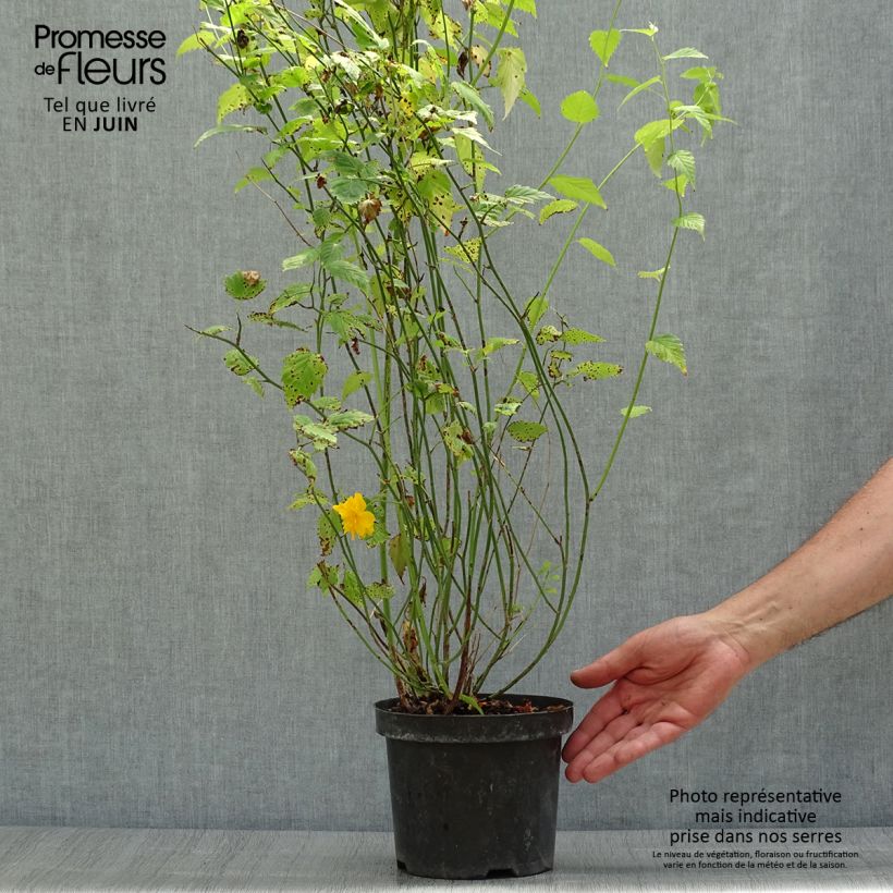 Spécimen de Kerria Japonica 'Pleniflora' Pot de 2L/3L tel que livré en été