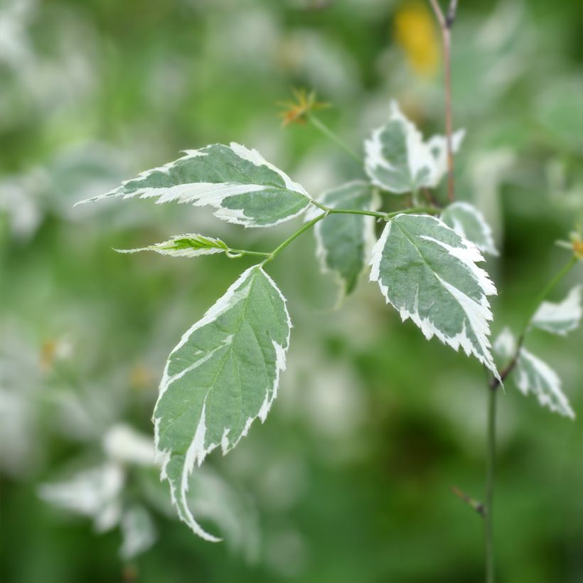 Corête du Japon panaché - Kerria Japonica Picta (Feuillage)