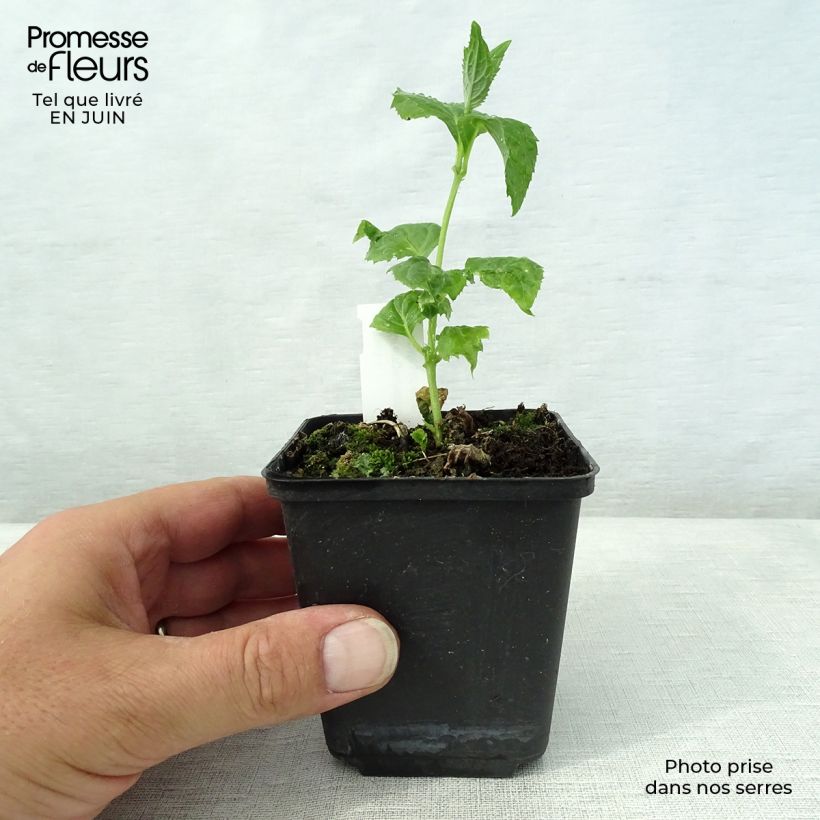 Spécimen de Kirengeshoma palmata Godet de 8/9 cm tel que livré en été