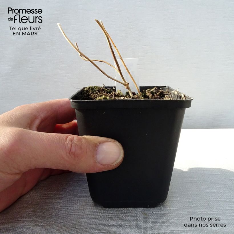 Spécimen de Kirengeshoma palmata en godet de 9 cm tel que livré au printemps