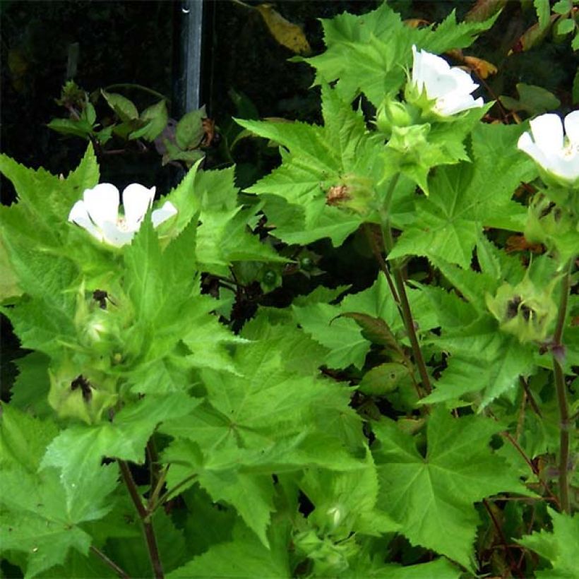 Kitaibelia vitifolia (Feuillage)