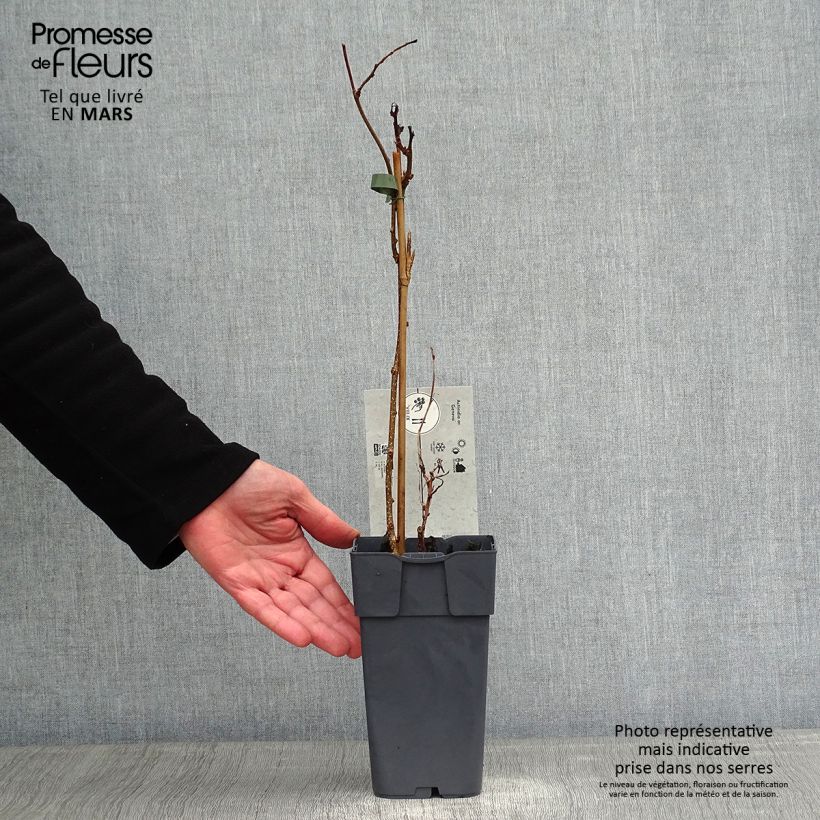 Spécimen de Kiwaï Ambrosia femelle (Actinidia arguta) Pot de 1,5L/2L tel que livré en hiver