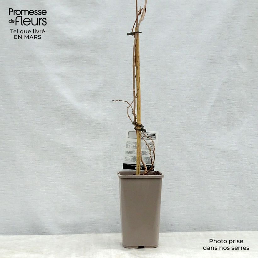 Spécimen de Kiwaï Nostino mâle - Actinidia arguta Pot de 1L/1,5L tel que livré au printemps