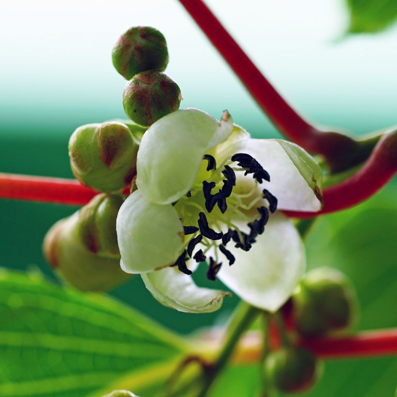 Kiwai Prince Jumbo (mâle) - Actinidia arguta (Floraison)