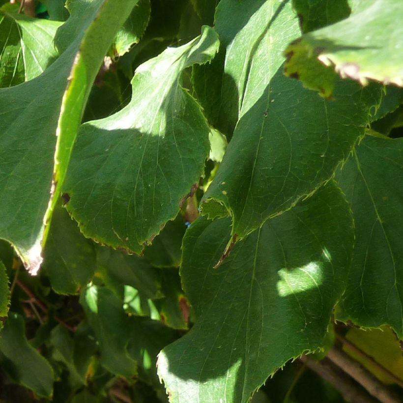 Kiwai femelle Red Jumbo - Actinidia arguta (Feuillage)