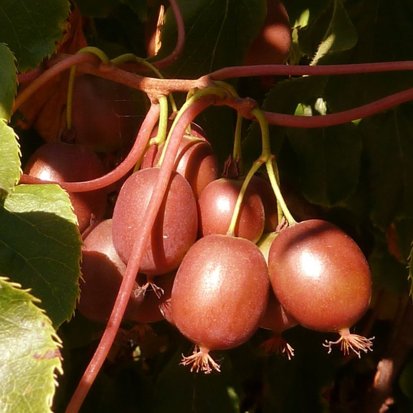 Kiwai femelle Red Jumbo - Actinidia arguta (Récolte)