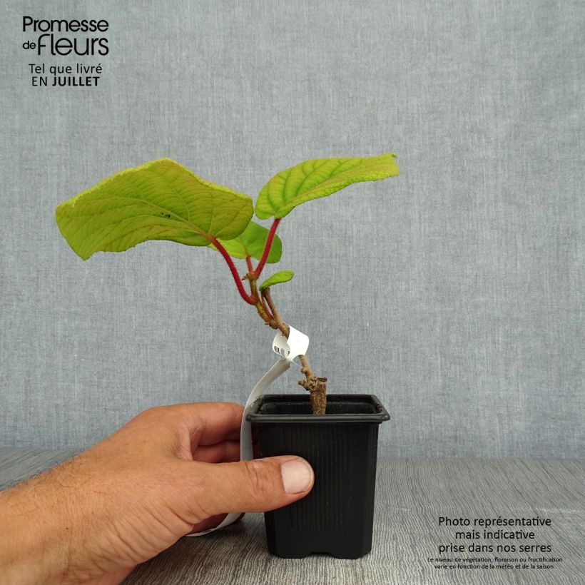Spécimen de Kiwi - Actinidia deliciosa Kiwidoo Femelle Godet de 8/9 cm tel que livré en été