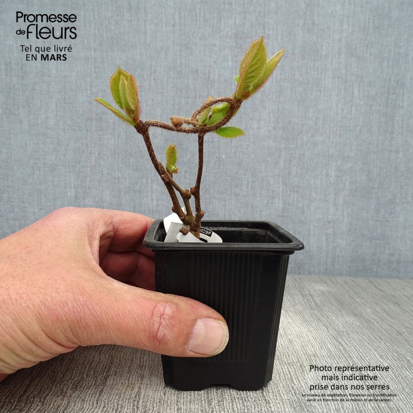 Spécimen de Kiwi - Actinidia deliciosa Kiwidoo Femelle en godet de 9cm tel que livré au printemps