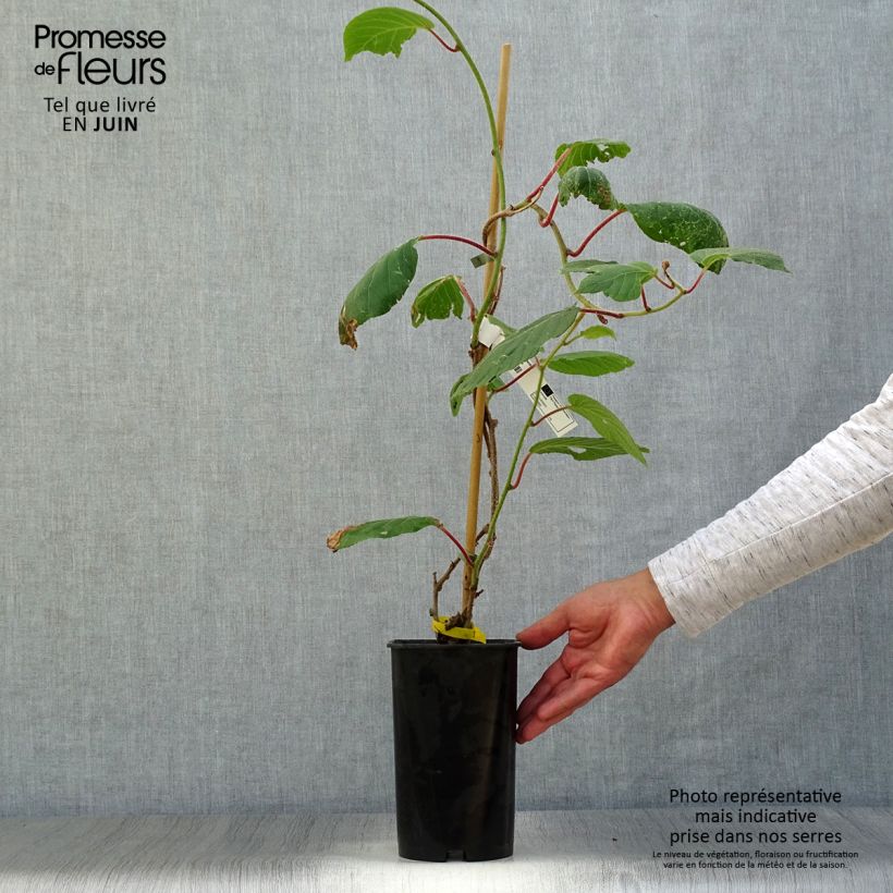 Spécimen de Kiwi - Actinidia deliciosa Kiwidoo Femelle Pot de 2L/3L tel que livré en été