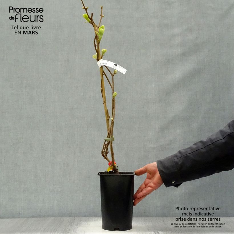 Spécimen de Kiwi - Actinidia deliciosa Kiwidoo Femelle en pot de 2l/3l tel que livré au printemps