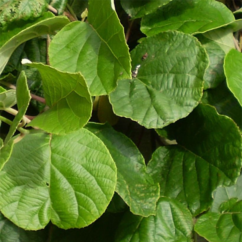 Kiwi Atlas (mâle) - Actinidia deliciosa (Feuillage)