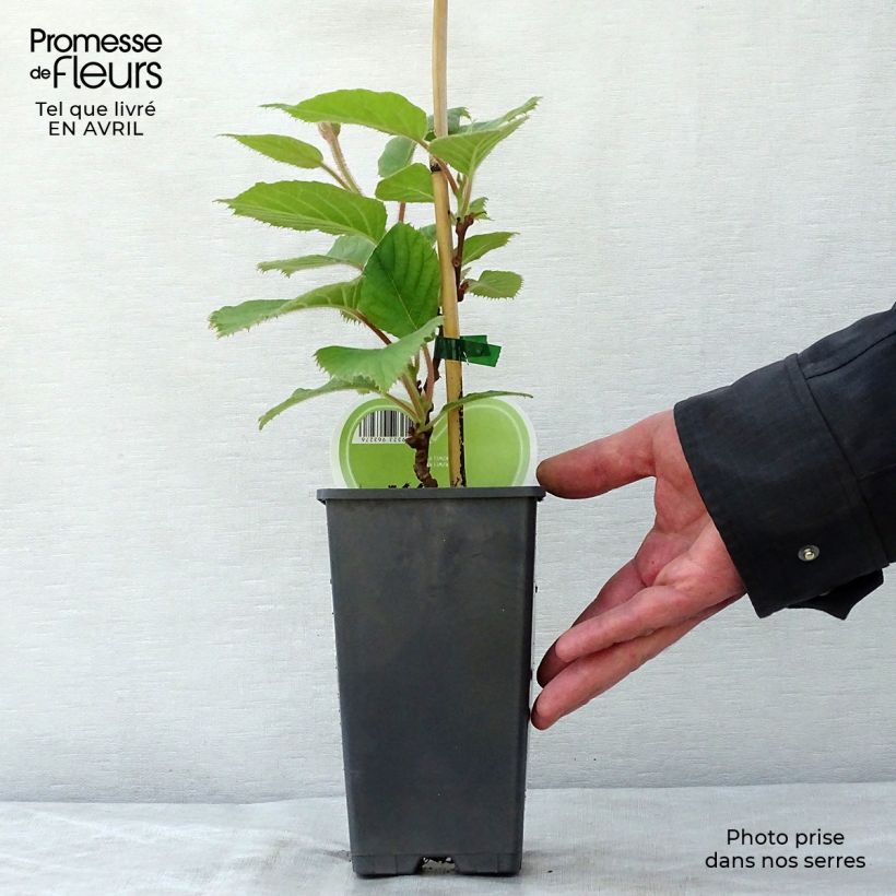Spécimen de Kiwi Atlas (mâle) - Actinidia deliciosa Pot de 1.5L/2L tel que livré au printemps
