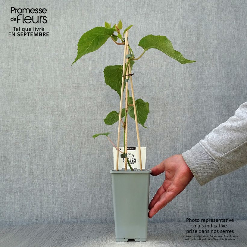 Spécimen de Kiwi Atlas (mâle) - Actinidia deliciosa tel que livré en automne