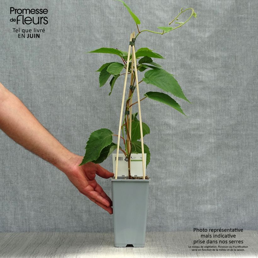 Spécimen de Kiwi Atlas (mâle) - Actinidia deliciosa Pot de 1,5L/2L tel que livré en été
