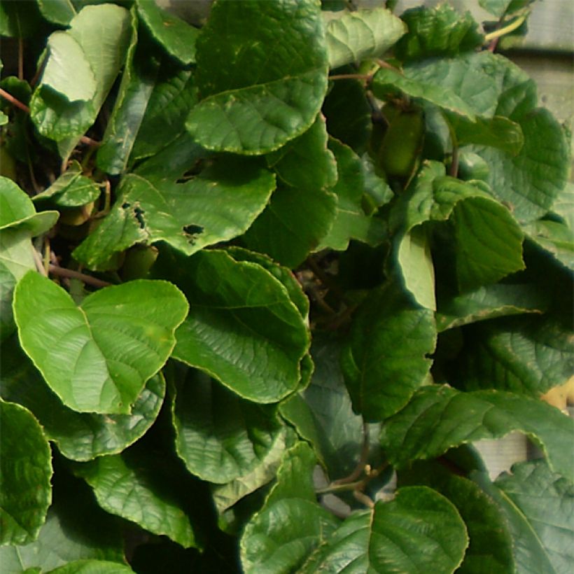 Kiwi Golden Delight (femelle) - Actinidia deliciosa (Feuillage)