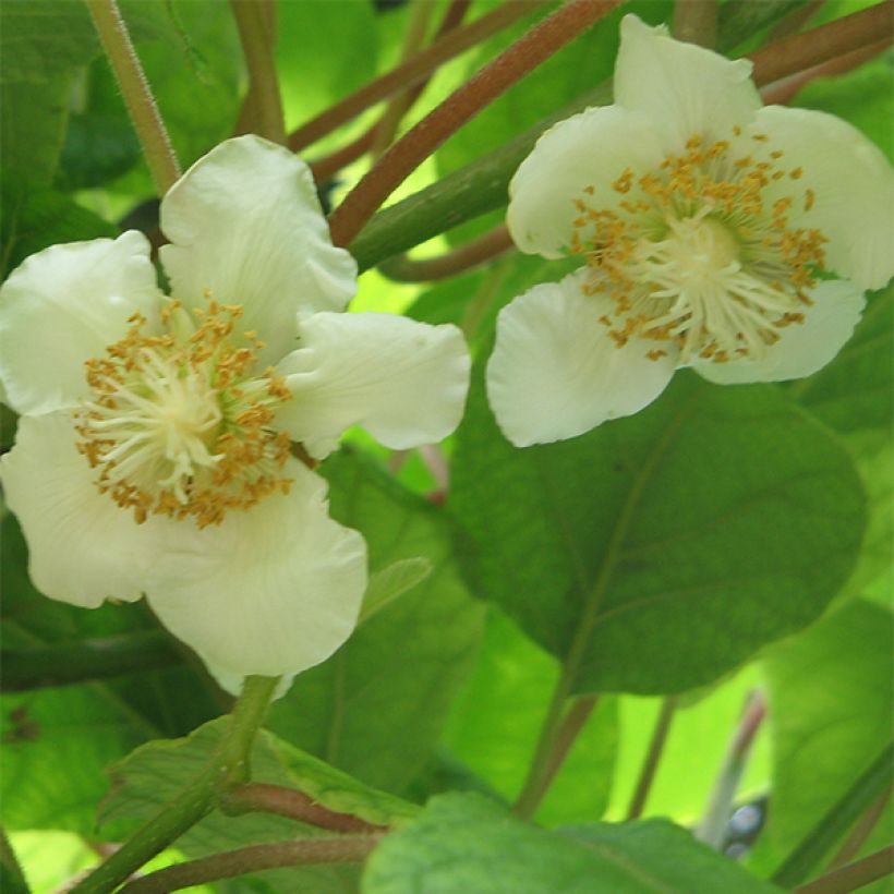 Kiwi Golden Delight (femelle) - Actinidia deliciosa (Floraison)