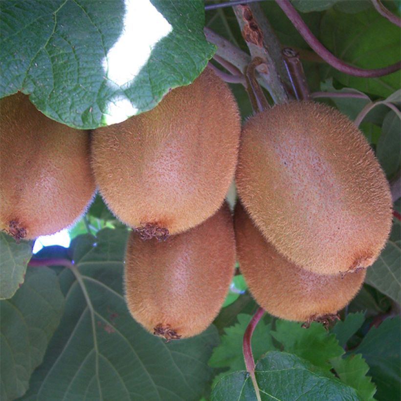 Kiwi Golden Delight (femelle) - Actinidia deliciosa (Récolte)