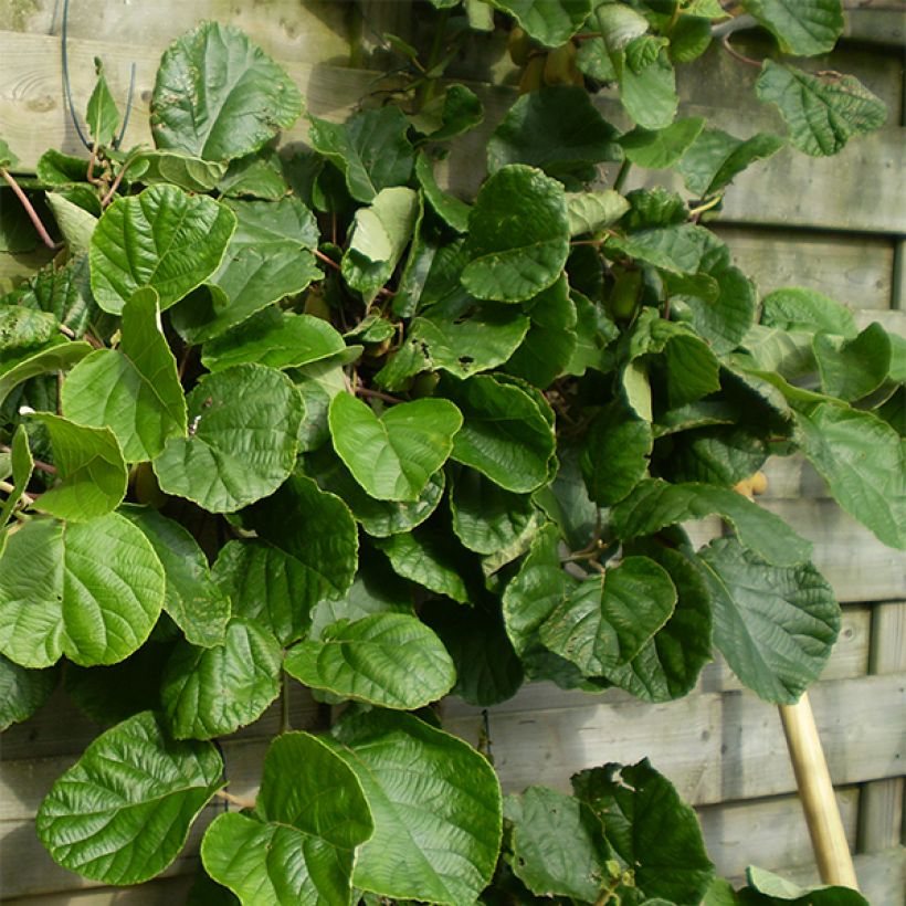 Kiwi Golden Delight (femelle) - Actinidia deliciosa (Port)