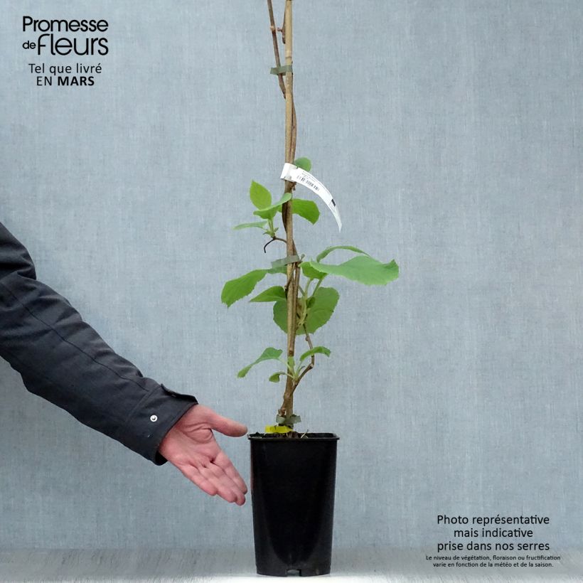 Spécimen de Kiwi Golden Delight (femelle) - Actinidia deliciosa Pot de 2L/3LHauteur livrée env. 60/70cm tel que livré au printemps