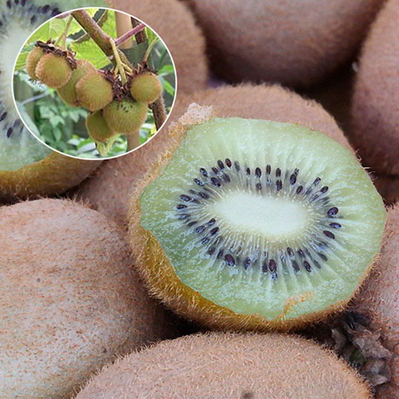 Kiwi Hayward (femelle) - Actinidia deliciosa (Récolte)