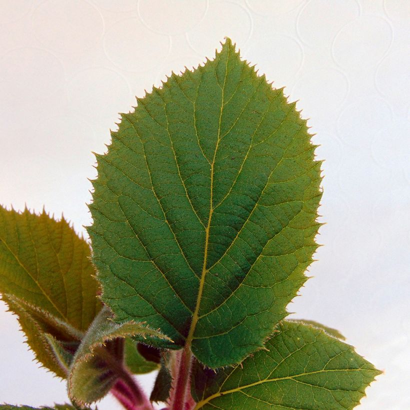 Kiwi Hayward (femelle) - Actinidia deliciosa (Feuillage)