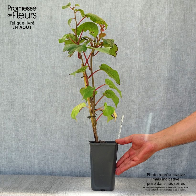 Spécimen de Kiwi Hayward (femelle) Bio Pot de 1,5L/2L tel que livré en été