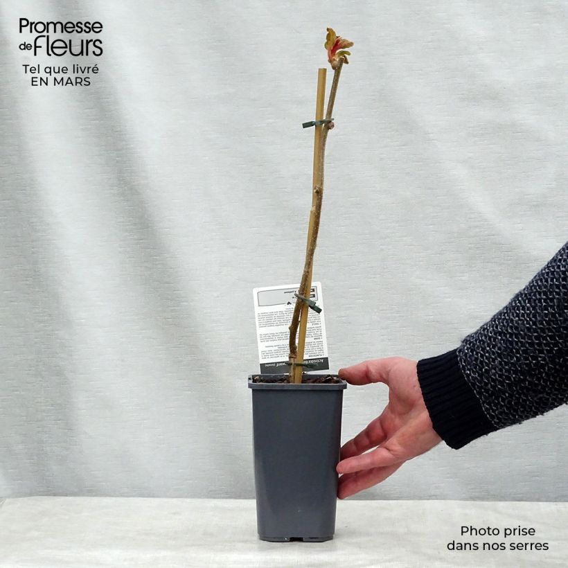 Spécimen de Kiwi Hayward (femelle) Bio Pot de 1,5L/2LHauteur livrée env. 30/40cm tel que livré au printemps