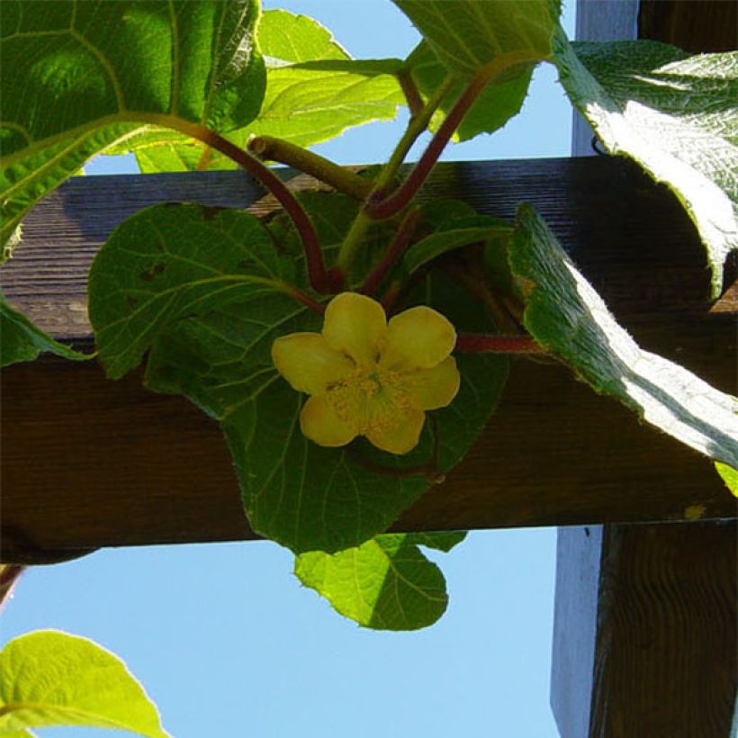 Kiwi Jenny (autofertile) - Actinidia deliciosa (Floraison)