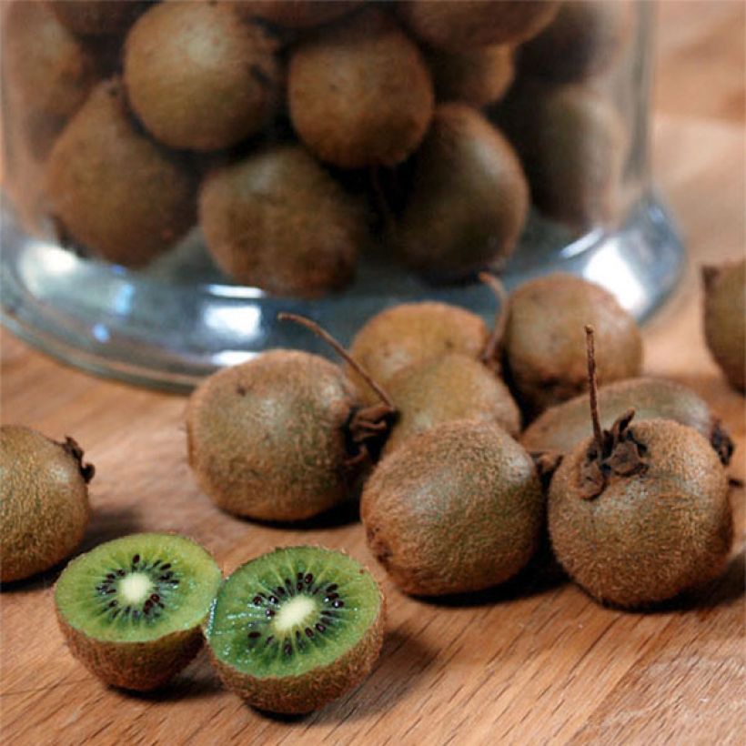 Kiwi Jenny (autofertile) - Actinidia deliciosa (Récolte)