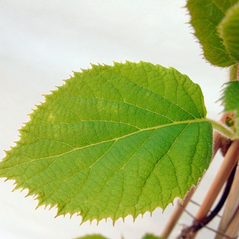 Kiwi Jenny (autofertile) - Actinidia deliciosa (Feuillage)